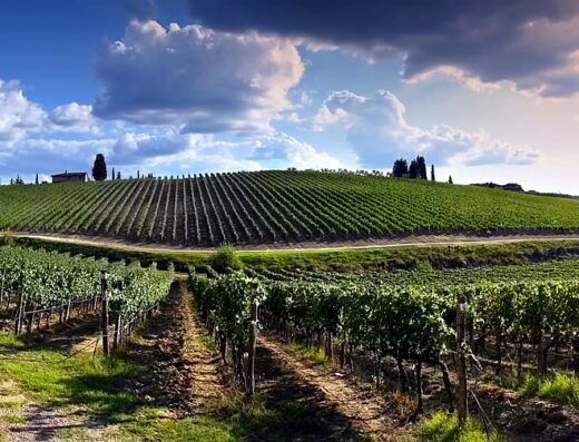 Wine tasting in the vineyards of Chianti